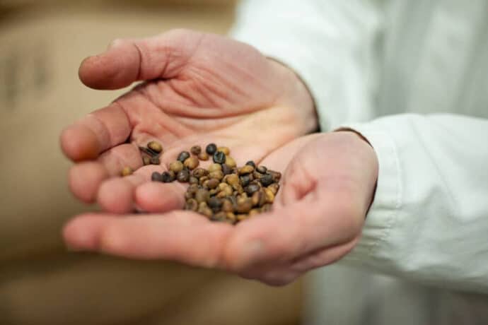 Café en grains