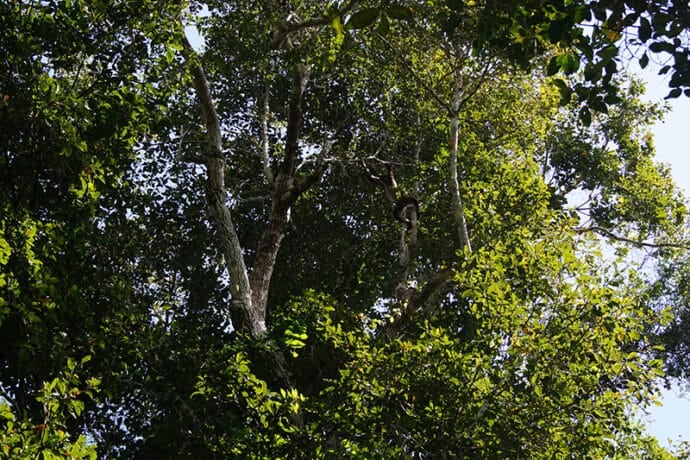 Gestion Forestière Améliorée, Quintana Roo, Mexique