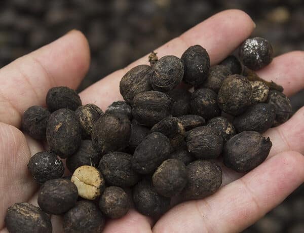 Grains de café dans une main.