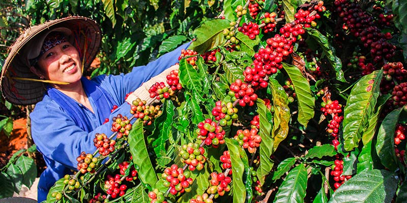 Un caféiculteur mexicain cueillant des cerises de café mûres