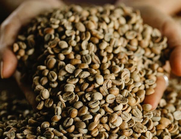Gros plan sur deux mains présentant du café en grains.