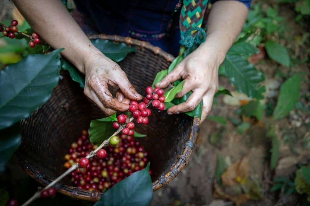 Un agriculteur au Mexique récoltant du café