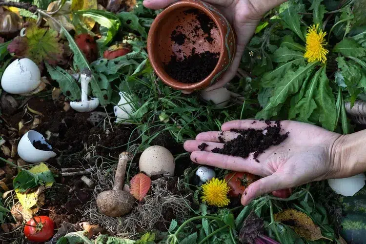 Du marc de café pour nourrir le compost