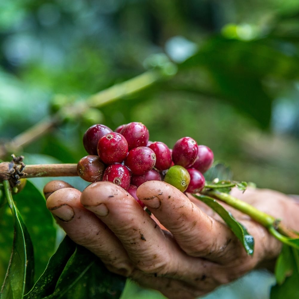 coffee harvest Colombia Medellin Bogota region