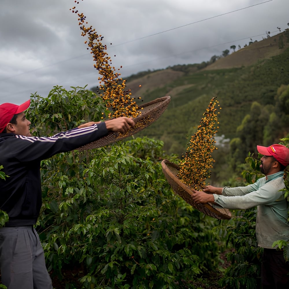 coffee farm Espirito Santo Brazil small producer