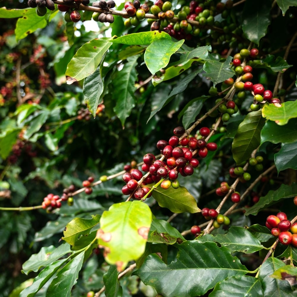 Le Pérou, champion mondial du café bio équitable