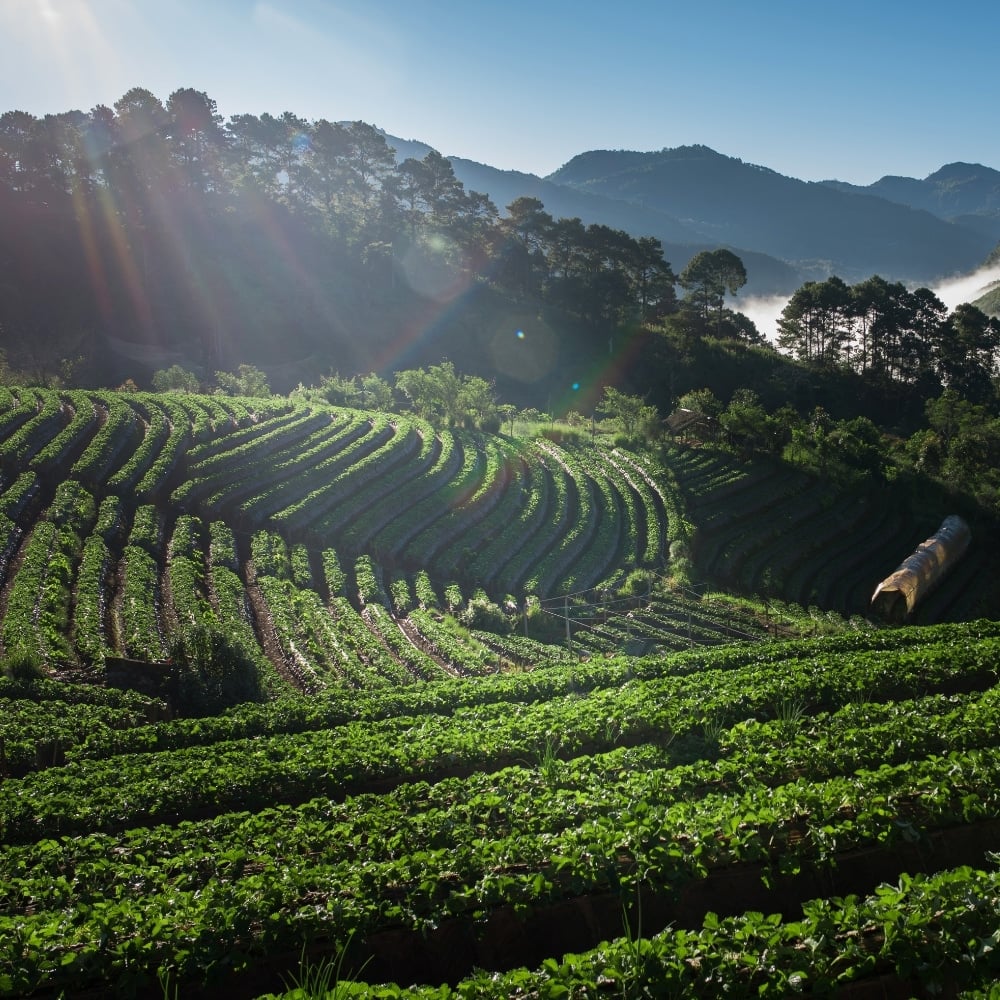 coffee plantation Marcala Honduras mountain
