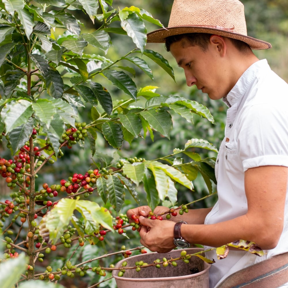 Café Robusta Vietnamien